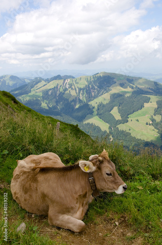 Photo: Milchkuh in der Schweiz Milchkuh in der Schweiz