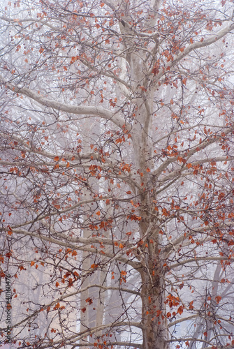 Photo: tree in the fog with yellow leaves on the branches tree in the fog with yellow leaves on the branches