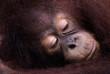 Thoughtful Orangutan