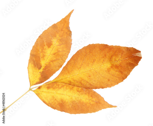 Photo: bright autumn leaves, isolated on white bright autumn leaves, isolated on white