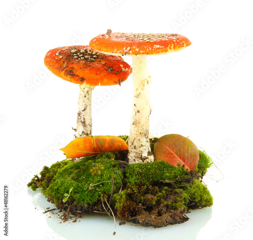 Photo: red amanitas with moss isolated on white red amanitas with moss isolated on white