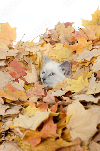 Photo: Cute kitten hiding in leaves Cute kitten hiding in leaves