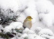 American Goldfinch in the show