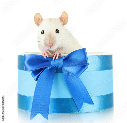 Photo: funny little rat in gift box, isolated on white funny little rat in gift box, isolated on white