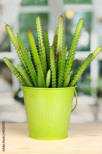 Photo: Cactus in pot on windowsill Cactus in pot on windowsill