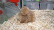 hamster