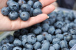 Frische Heidelbeeren selbstpflücken