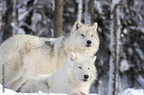 Photo: loups sauvages loups sauvages