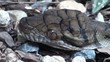 Python Head shots