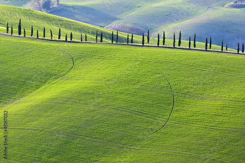 Photo: Cipressi toscani Cipressi toscani