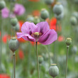 Rote und lila Mohnblumenwiese