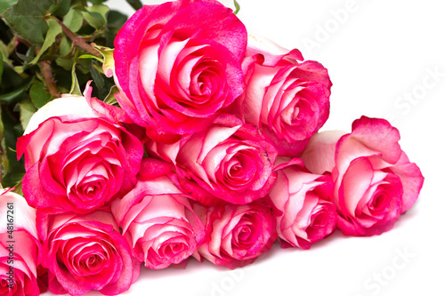 Photo: Pink roses on a white background Pink roses on a white background
