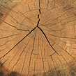 Holztextur