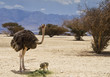 Female of African ostrich with chicks