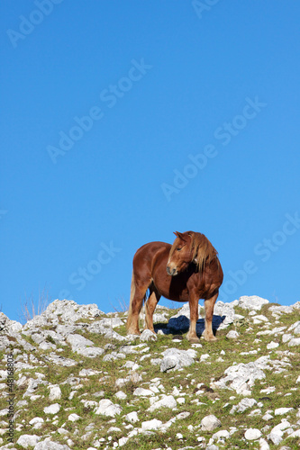 Photo: Cavallo solitario su una collina Cavallo solitario su una collina