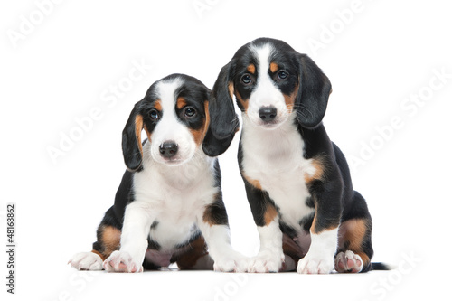 Photo: Two puppies Two puppies