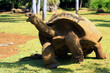 Giant turtle