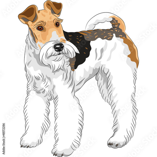 Vector: vector sketch dog Wire Fox Terrier breed standing vector sketch dog Wire Fox Terrier breed standing