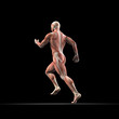 Mann, Sprinter Anatomie Muskeln 3D
