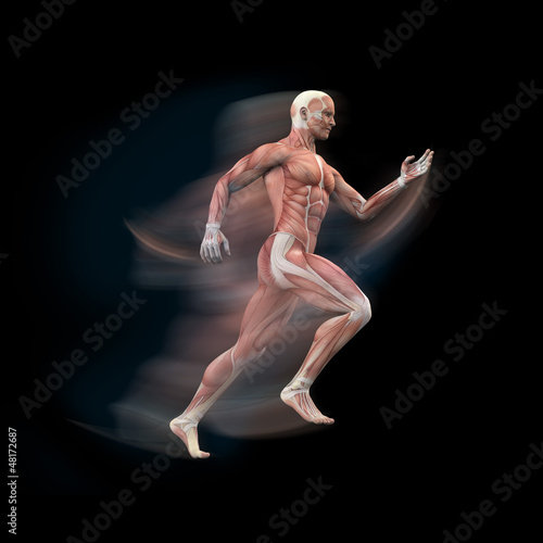 Illustration: Mann, Sprinter Anatomie Muskeln 3D Mann, Sprinter Anatomie Muskeln 3D
