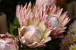 King Protea flowers