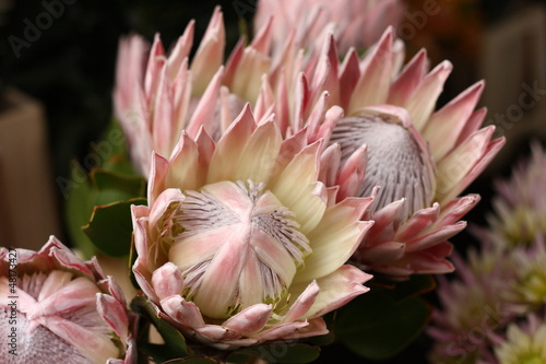 Photo: King Protea flowers King Protea flowers