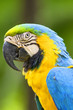 Photo : Parrot Macaw in the wild Parrot Macaw in the wild
