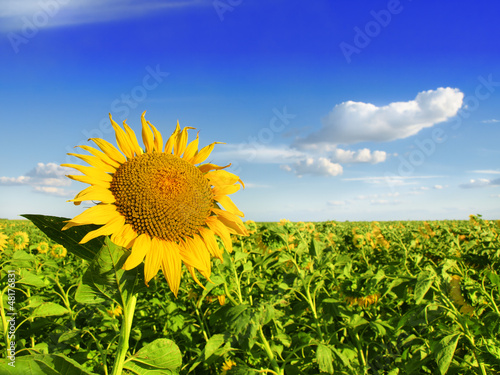 Photo: Sunflower field Sunflower field