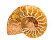 ammonite