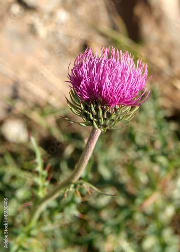 Photo: thistle thistle