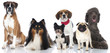 Pedigree dogs - Rassehunde