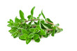 marjoram