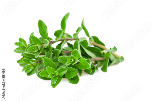 Photo: marjoram marjoram