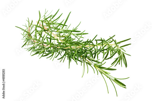 Photo: Rosmarinus officinalis Rosmarinus officinalis