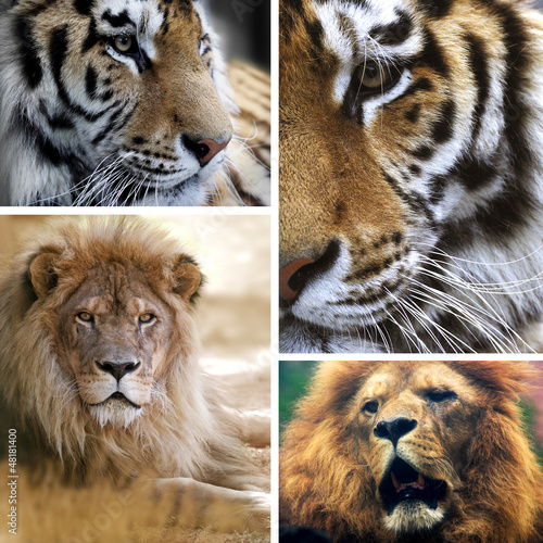 Photo: Big cats collage Big cats collage