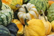coloquinte jardin des plantes