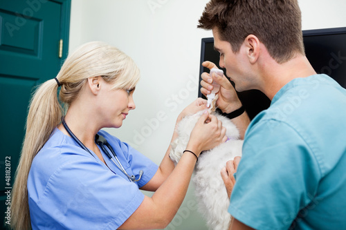 Photo: Veterinarian Doctors Putting Ear Drops In A Dog's Ear Veterinarian Doctors Putting Ear Drops In A Dog's Ear