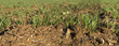 The sprout of the barley