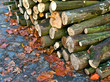 several cut tree trunks laying on the floor