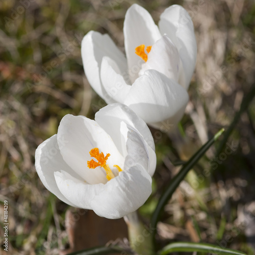 Photo: White crocus (Crocus heuffelianus) White crocus (Crocus heuffelianus)