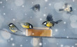 titmouse birds eating seed from bird feeder in winter