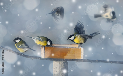 Photo: titmouse birds eating seed from bird feeder in winter titmouse birds eating seed from bird feeder in winter