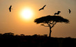 Photo: Birds flying above acacia tree at sunset in Africa Birds flying above acacia tree at sunset in Africa