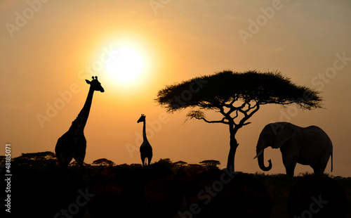Photo: Giraffes and Elephant with Acacia tree with Sunset Giraffes and Elephant with Acacia tree with Sunset