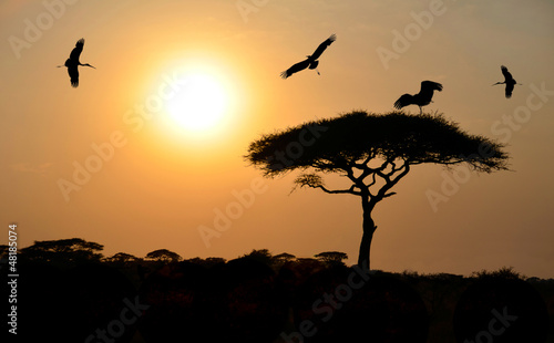 Photo: Birds flying above acacia tree at sunset in Africa Birds flying above acacia tree at sunset in Africa