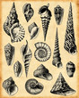 fond coquillage