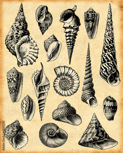 Vector: fond coquillage fond coquillage