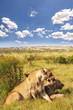 Photo: Lions in South Africa Lions in South Africa