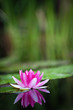 Waterlily