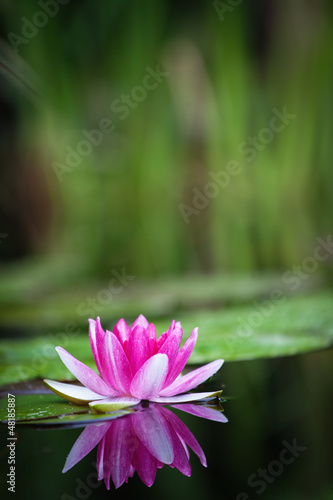 Photo: Waterlily Waterlily